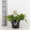 Strand Enebær 'Schlager' Juniperus Conferta 'Schlager' Potte 3,0 Liter,- 30-40 Cm. -Siriu Planter Butik p10299 33839 juniperus conferta schlager ea15