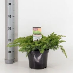 Strand Enebær 'Schlager' Juniperus Conferta 'Schlager' Potte 3,0 Liter,- 30-40 Cm.