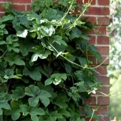 Almindelig Humle Humulus Lupulus Potte 2,0 Liter,- Opbundet