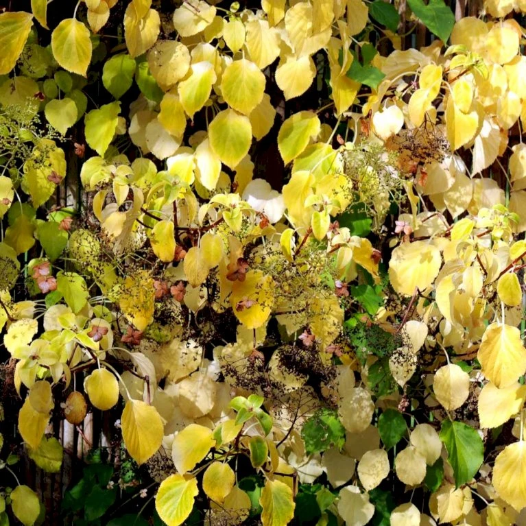 Klatrehortensia Hydrangea Anomala Ssp. Petiolaris Potte 7,5 Liter,- Opbundet 100-150 Cm. 3 Klatrehortensia Hydrangea Anomala Ssp. Petiolaris Potte 7,5 Liter,- Opbundet 100-150 Cm.