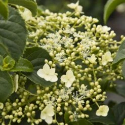 Klatrehortensia Hydrangea Anomala Ssp. Petiolaris Potte 7,5 Liter,- Opbundet 100-150 Cm. 14 Klatrehortensia Hydrangea Anomala Ssp. Petiolaris Potte 7,5 Liter,- Opbundet 100-150 Cm. -Siriu Planter Butik p1091 48727 hydrangea anomala ssp petiolaris 3891