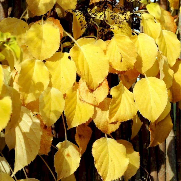 Klatrehortensia Hydrangea Anomala Ssp. Petiolaris Potte 7,5 Liter,- Opbundet 100-150 Cm. 5 Klatrehortensia Hydrangea Anomala Ssp. Petiolaris Potte 7,5 Liter,- Opbundet 100-150 Cm. - Billede 3