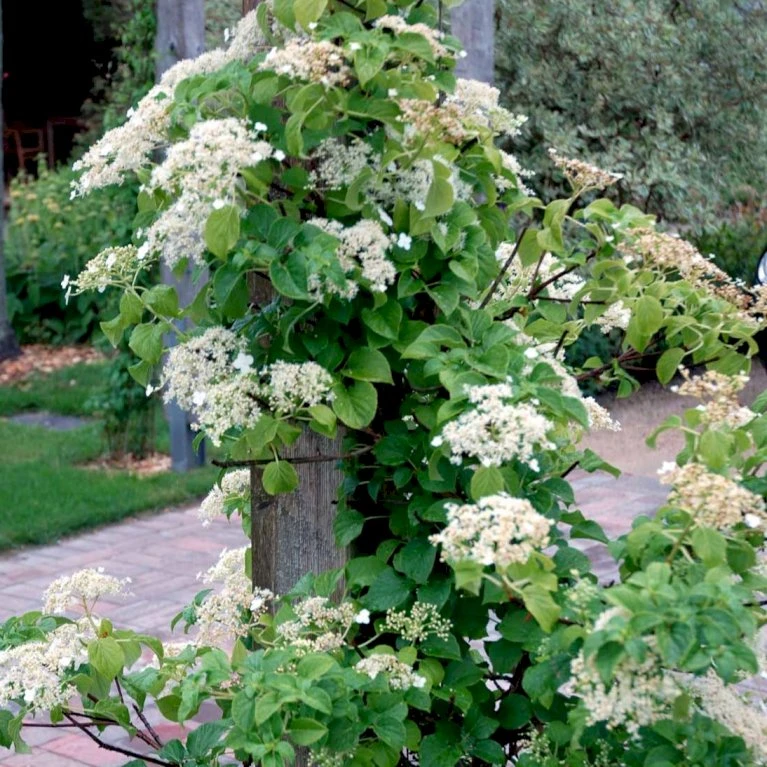 Klatrehortensia Hydrangea Anomala Ssp. Petiolaris Potte 7,5 Liter,- Opbundet 100-150 Cm. 6 Klatrehortensia Hydrangea Anomala Ssp. Petiolaris Potte 7,5 Liter,- Opbundet 100-150 Cm. - Billede 4