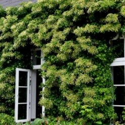 Klatrehortensia Hydrangea Anomala Ssp. Petiolaris Potte 7,5 Liter,- Opbundet 100-150 Cm. 17 Klatrehortensia Hydrangea Anomala Ssp. Petiolaris Potte 7,5 Liter,- Opbundet 100-150 Cm. -Siriu Planter Butik p1091 48730 hydrangea anomala ssp petiolaris 1df7