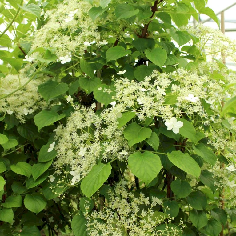 Klatrehortensia Hydrangea Anomala Ssp. Petiolaris Potte 7,5 Liter,- Opbundet 100-150 Cm. 8 Klatrehortensia Hydrangea Anomala Ssp. Petiolaris Potte 7,5 Liter,- Opbundet 100-150 Cm. - Billede 6