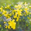Vinterjasmin Jasminum Nudiflorum Potte 5,0 Liter,- Opbundet 100-150 Cm. -Siriu Planter Butik p1163 48731 jasminum nudiflorum efb4