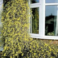 Vinterjasmin Jasminum Nudiflorum Potte 5,0 Liter,- Opbundet 100-150 Cm. 9 Vinterjasmin Jasminum Nudiflorum Potte 5,0 Liter,- Opbundet 100-150 Cm. -Siriu Planter Butik p1163 48732 jasminum nudiflorum 69ff