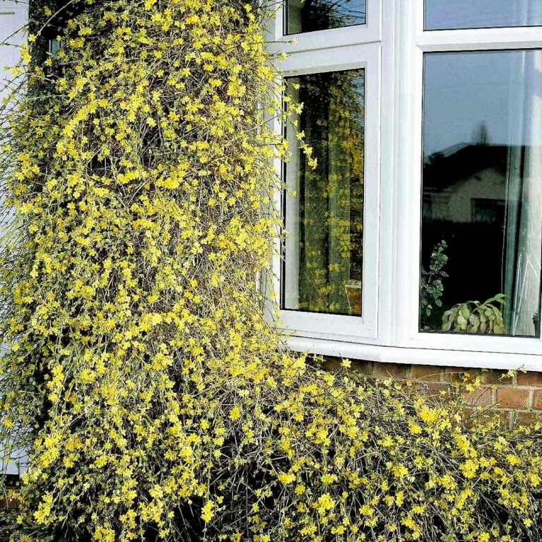 Vinterjasmin Jasminum Nudiflorum Potte 5,0 Liter,- Opbundet 100-150 Cm. 4 Vinterjasmin Jasminum Nudiflorum Potte 5,0 Liter,- Opbundet 100-150 Cm. - Billede 2