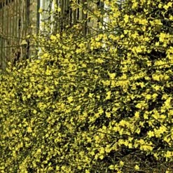 Vinterjasmin Jasminum Nudiflorum Potte 5,0 Liter,- Opbundet 100-150 Cm. 10 Vinterjasmin Jasminum Nudiflorum Potte 5,0 Liter,- Opbundet 100-150 Cm. -Siriu Planter Butik p1163 48733 jasminum nudiflorum 5712