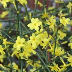 Vinterjasmin Jasminum Nudiflorum Potte 5,0 Liter,- Opbundet 100-150 Cm. 11 Vinterjasmin Jasminum Nudiflorum Potte 5,0 Liter,- Opbundet 100-150 Cm. -Siriu Planter Butik p1163 50607 jasminum nudiflorum 1b18