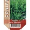Kinesisk Enebær 'Mint Julep' Juniperus Chinensis 'Mint Julep' Potte 2,0 Liter,- 20-25 Cm. -Siriu Planter Butik p1169 42005 juniperus chinensis mint julep cac3