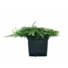Almindelig Enebær 'Green Carpet' Juniperus Communis 'Green Carpet' Potte 2,0 Liter,- 20-25 Cm. -Siriu Planter Butik p1173 43294 juniperus communis green carpet 1fac