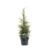 Almindelig Enebær 'Suecica' Juniperus Communis 'Suecica' Potte 3,0 Liter,- 40-60 Cm. -Siriu Planter Butik p1177 49220 juniperus communis suecica 0e43