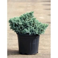 Lavtvoksende Blå Enebær 'Blue Star' Juniperus Squamata 'Blue Star' Potte 5,0 Liter,- 25-30 Cm. -Siriu Planter Butik p1183 11152 juniperus squamata blue star 33a7