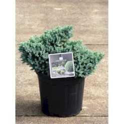 Lavtvoksende Blå Enebær 'Blue Star' Juniperus Squamata 'Blue Star' Potte 5,0 Liter,- 25-30 Cm. -Siriu Planter Butik p1183 11153 juniperus squamata blue star 482f