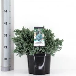 Lavtvoksende Blå Enebær 'Blue Star' Juniperus Squamata 'Blue Star' Potte 5,0 Liter,- 25-30 Cm. -Siriu Planter Butik p1183 33444 juniperus squamata blue star 6da1