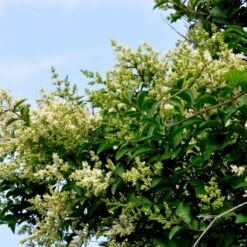 Storbladet Liguster Ligustrum Ovalifolium Med Klump,- 150-175 Cm. -Siriu Planter Butik p1233 54071 ligustrum ovalifolium 5dee