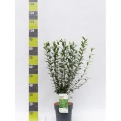Liguster 'Atrovirens Select' Ligustrum Vulgare 'Atrovirens Select' Potte 4,0 Liter,- 50-60 Cm.