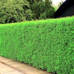 Liguster 'Atrovirens Select' Ligustrum Vulgare 'Atrovirens Select' Potte 4,0 Liter,- 50-60 Cm. -Siriu Planter Butik p1237 54072 ligustrum vulgare atrovirens select 63a9 1