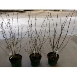 Liguster / Ligusterhæk 'Liga' Ligustrum Vulgare 'Liga' Potte 7,5 Liter 80-100 Cm