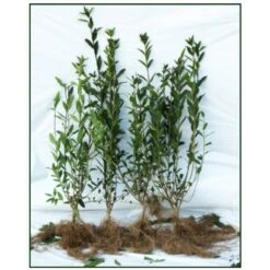 Liguster / Ligusterhæk 'Liga' Ligustrum Vulgare 'Liga' Barrods, -3 års (0/1/2) 100-125 Cm. Kraftig Hæk Kvalitet.