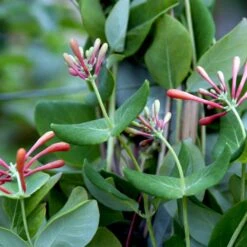 Kaprifolie 'Dropmore Scarlet' Lonicera Brownii 'Dropmore Scarlet' Potte 5,0 Liter,- Opbundet 100-150 Cm. -Siriu Planter Butik p1249 48736 lonicera brownii dropmore scarlet 593b