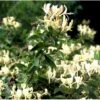 Kaprifolie Lonicera Caprifolium Potte 5,0 Liter,- Opbundet 80-100 Cm. -Siriu Planter Butik p1250 39585 lonicera caprifolium 67fd