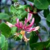 Kaprifolie 'Goldflame' Lonicera X Heckrottii 'Goldflame' Potte 5,0 Liter,- Opbundet 100-150 Cm. -Siriu Planter Butik p1251 48739 lonicera x heckrottii goldflame e711
