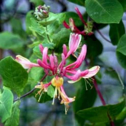 Kaprifolie 'Goldflame' Lonicera X Heckrottii 'Goldflame' Potte 5,0 Liter,- Opbundet 100-150 Cm.