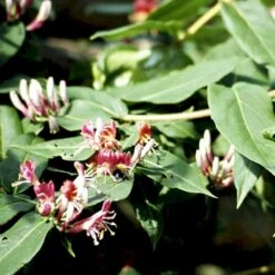 Stedsegrøn Kaprifolie Lonicera Henryi Potte 2,0 Liter,- Opbundet 9 Stedsegrøn Kaprifolie Lonicera Henryi Potte 2,0 Liter,- Opbundet -Siriu Planter Butik p1252 48742 lonicera henryi b304