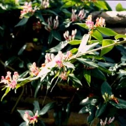 Stedsegrøn Kaprifolie Lonicera Henryi Potte 2,0 Liter,- Opbundet 10 Stedsegrøn Kaprifolie Lonicera Henryi Potte 2,0 Liter,- Opbundet -Siriu Planter Butik p1252 48743 lonicera henryi b6c6