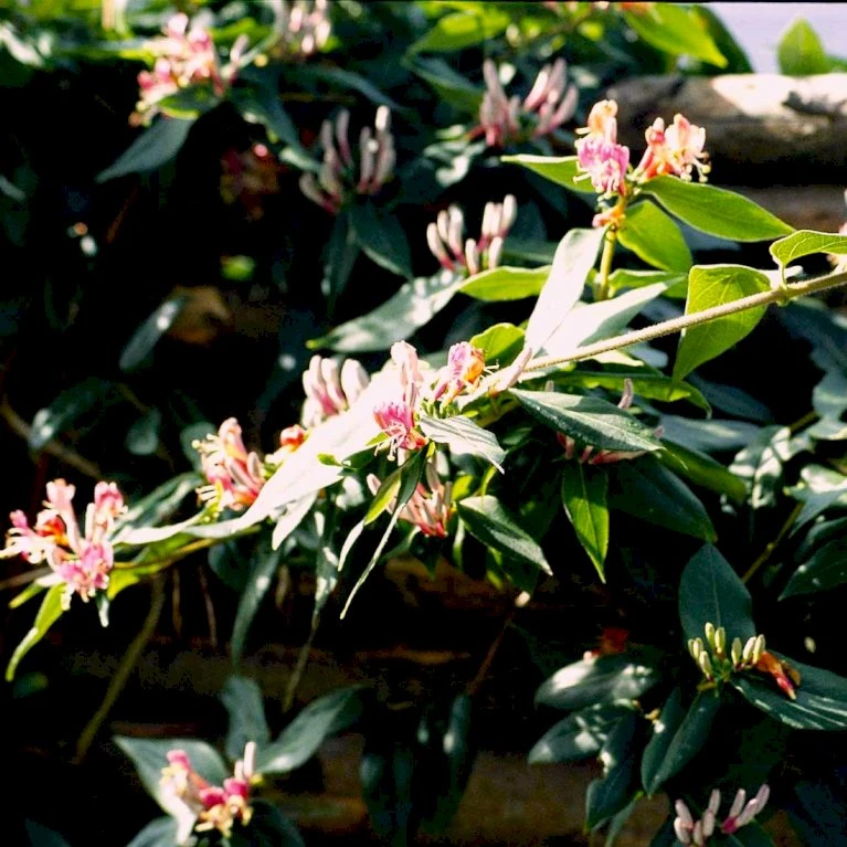 Stedsegrøn Kaprifolie Lonicera Henryi Potte 2,0 Liter,- Opbundet 5 Stedsegrøn Kaprifolie Lonicera Henryi Potte 2,0 Liter,- Opbundet - Billede 3