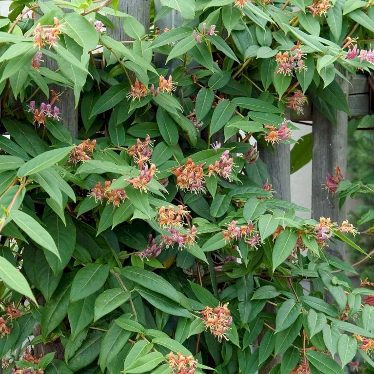 Stedsegrøn Kaprifolie Lonicera Henryi Potte 2,0 Liter,- Opbundet 6 Stedsegrøn Kaprifolie Lonicera Henryi Potte 2,0 Liter,- Opbundet - Billede 4