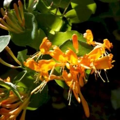 Guldkaprifolie Lonicera X Tellmanniana Potte 5,0 Liter,- Opbundet 80-100 Cm. -Siriu Planter Butik p1270 48755 lonicera x tellmanniana c119