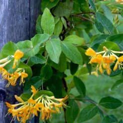 Guldkaprifolie Lonicera X Tellmanniana Potte 5,0 Liter,- Opbundet 80-100 Cm. -Siriu Planter Butik p1270 48756 lonicera x tellmanniana 5c71