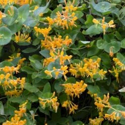 Guldkaprifolie Lonicera X Tellmanniana Potte 5,0 Liter,- Opbundet 80-100 Cm. -Siriu Planter Butik p1270 50618 lonicera x tellmanniana 7519