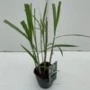 Stor Elefantgræs 'Giganteus' Miscanthus Sinensis 'Giganteus' Potte 2 Liter. -Siriu Planter Butik p1349 34124 miscanthus floridus giganteus 5fd7