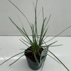 Grå Blåaks Sesleria Nitida Potte 2 Liter.