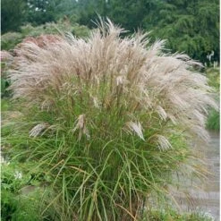 Lav Elefantgræs 'Kleine Silberspinne' Miscanthus Sinensis 'Kleine Silberspinne' Potte 2 Liter. -Siriu Planter Butik p1351 36701 miscanthus sinensis kleine silberspinne 73bd