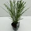 Zebragræs 'Strictus' Miscanthus Sinensis 'Strictus' Potte 2 Liter. 1 Zebragræs 'Strictus' Miscanthus Sinensis 'Strictus' Potte 2 Liter. -Siriu Planter Butik p1354 34149 miscanthus sinensis strictus 4989