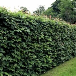 Naur Acer Campestre Solitær Busk 150-200 Cm. Høj,- 60-100 Cm. Bred. -Siriu Planter Butik p13 54048 acer campestre 374c