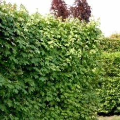 Naur Acer Campestre Solitær Busk 150-200 Cm. Høj,- 60-100 Cm. Bred. -Siriu Planter Butik p13 54049 acer campestre cdc3