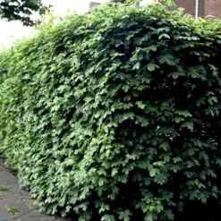 Naur Acer Campestre Solitær Busk 150-200 Cm. Høj,- 60-100 Cm. Bred. -Siriu Planter Butik p13 54050 acer campestre 3c41