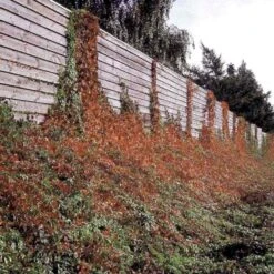 Klatrevildvin 'Engelmanii' Parthenocissus Quinquefolia 'Engelmannii' Potte 5,0 Liter,- Opbundet 80-100 Cm. -Siriu Planter Butik p1405 48765 parthenocissus quinquefolia engelmannii ac2d