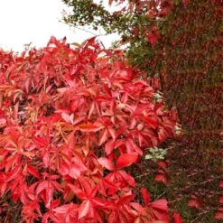 Klatrevildvin 'Engelmanii' Parthenocissus Quinquefolia 'Engelmannii' Potte 5,0 Liter,- Opbundet 80-100 Cm. -Siriu Planter Butik p1405 50622 parthenocissus quinquefolia engelmannii d88a