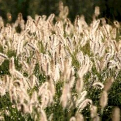 Lampepudsergræs 'Hameln' Pennisetum Alopecuroides 'Hameln' 1 Liter Potte -Siriu Planter Butik p1407 50911 pennisetum alopecuroides hameln b42c