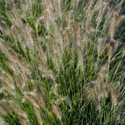 Lampepudsergræs 'Hameln' Pennisetum Alopecuroides 'Hameln' 1 Liter Potte -Siriu Planter Butik p1407 50912 pennisetum alopecuroides hameln e96b