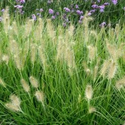 Lampepudsergræs 'Hameln' Pennisetum Alopecuroides 'Hameln' 1 Liter Potte -Siriu Planter Butik p1407 50914 pennisetum alopecuroides hameln 9aa0