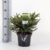 Fugleredegran 'Nidiformis' Picea Abies 'Nidiformis' (dværgform) Potte 3,0 Liter,- 30-40 Cm. -Siriu Planter Butik p1462 33448 picea abies nidiformis b3b8