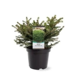 Fugleredegran 'Nidiformis' Picea Abies 'Nidiformis' (dværgform) Potte 3,0 Liter,- 30-40 Cm. -Siriu Planter Butik p1462 38806 image 5f52